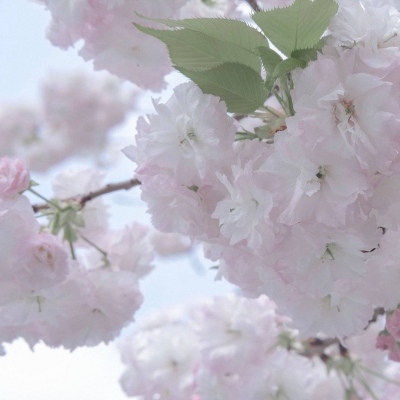 武陵福瑞交流群